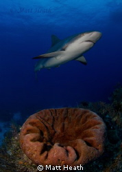 Reef Shark by Matt Heath 